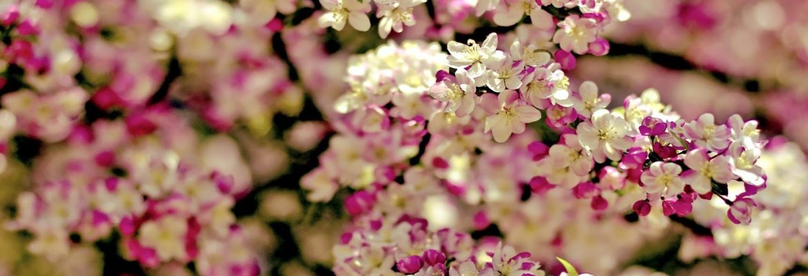 Beautiful Bunches